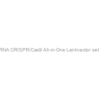Neil3 sgRNA CRISPR/Cas9 All-in-One Lentivector set (Mouse)